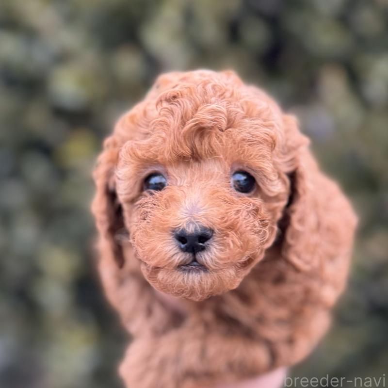 販売中の福岡県のトイプードル-439582