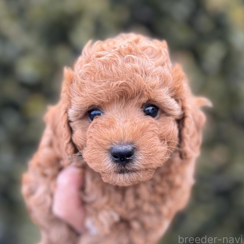 販売中の福岡県のトイプードル-439583