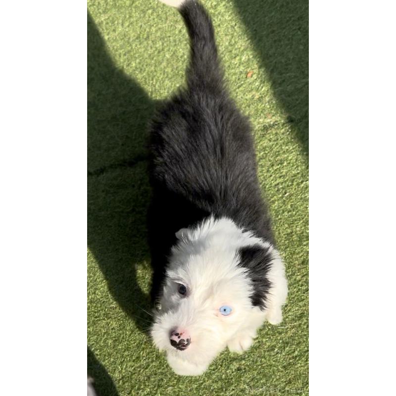 商談中の奈良県のオールドイングリッシュシープドッグ-439045の3枚目