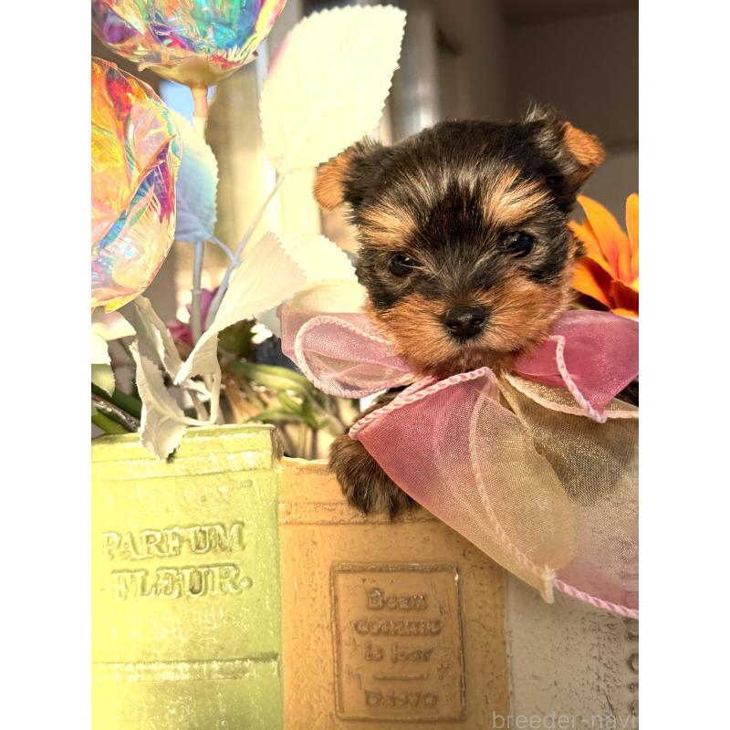 販売中の宮崎県のヨークシャーテリア-440404の7枚目