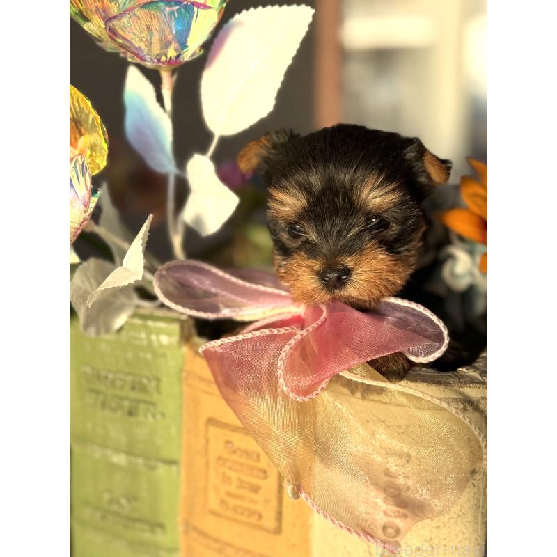 販売中の宮崎県のヨークシャーテリア-440404の6枚目