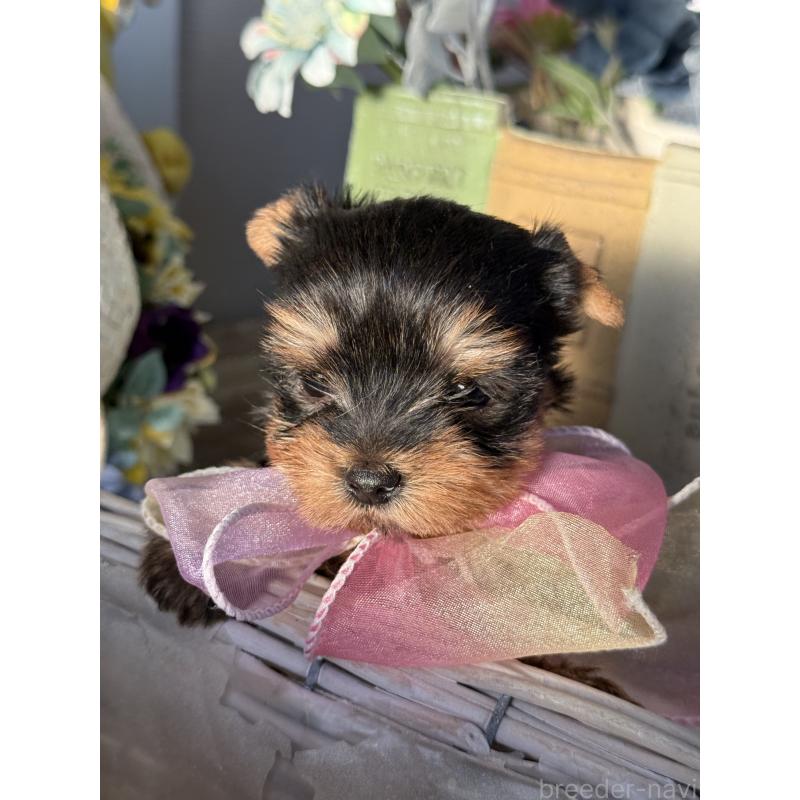 販売中の宮崎県のヨークシャーテリア-440404の5枚目