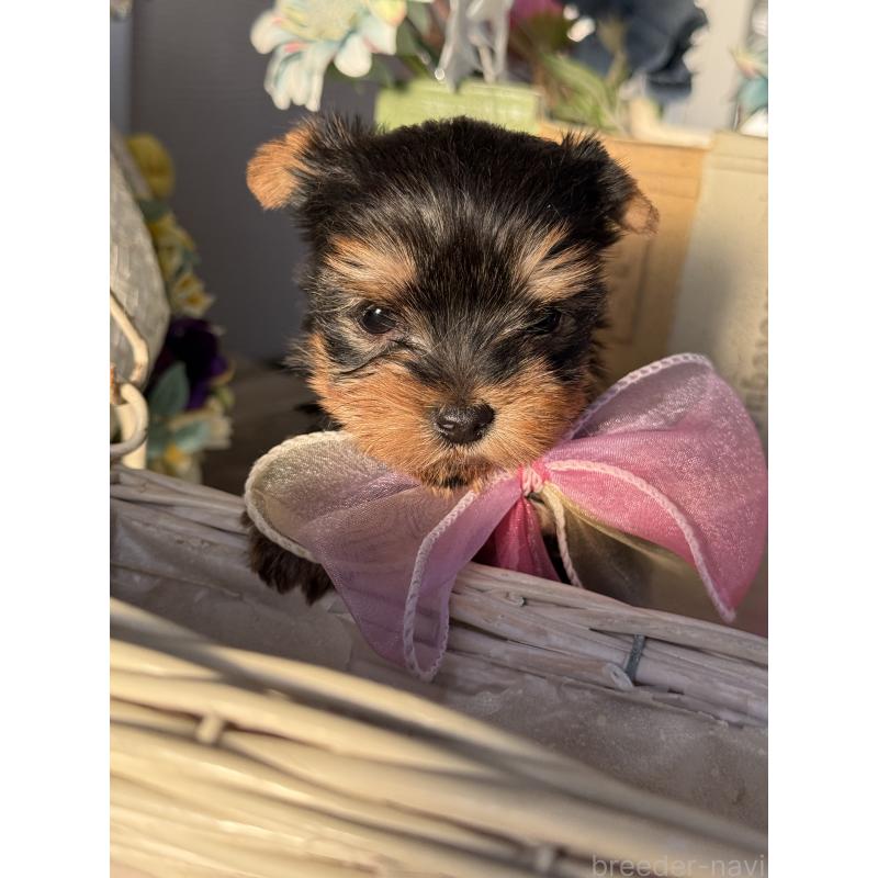 販売中の宮崎県のヨークシャーテリア-440404の4枚目