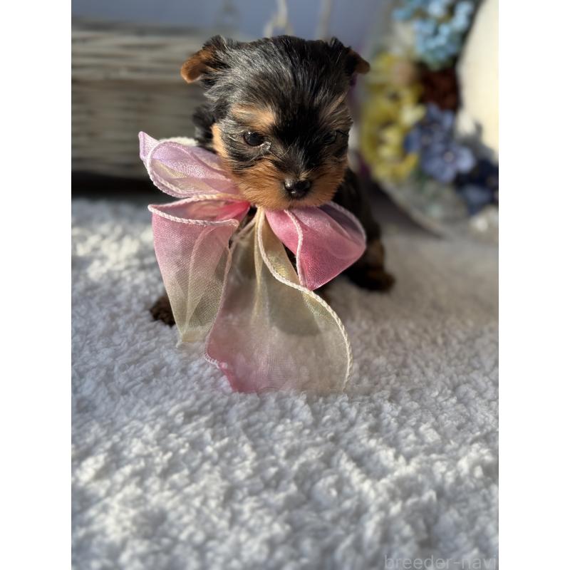 販売中の宮崎県のヨークシャーテリア-440404の3枚目