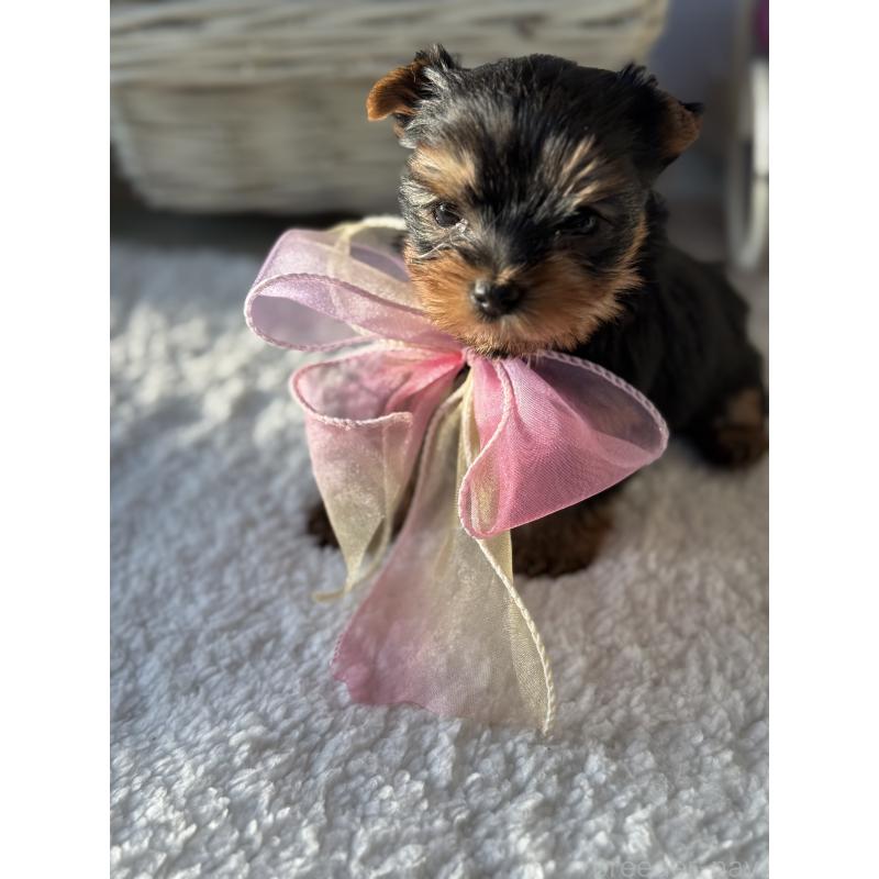 販売中の宮崎県のヨークシャーテリア-440404の2枚目