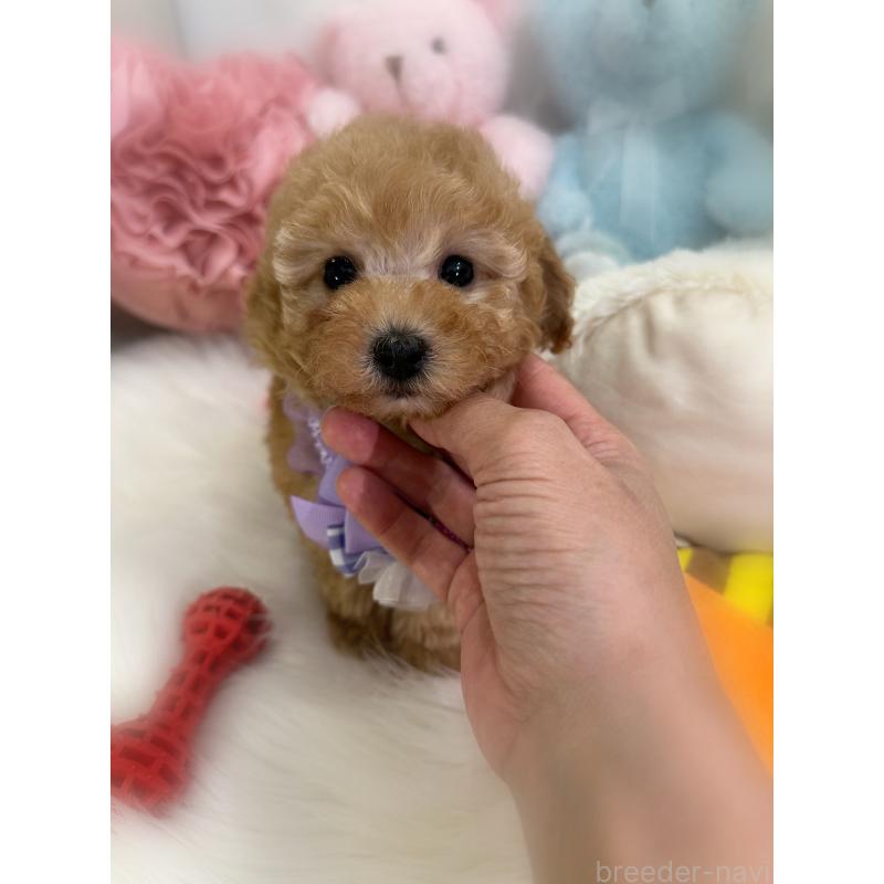 販売中の香川県のトイプードル-437524の10枚目