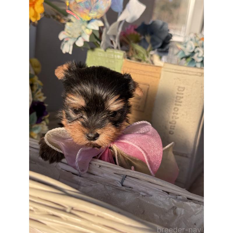 販売中の宮崎県のヨークシャーテリア-441325の9枚目