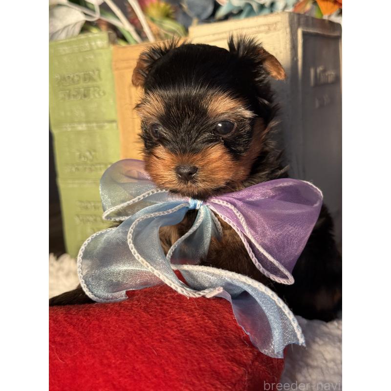 販売中の宮崎県のヨークシャーテリア-441325の7枚目