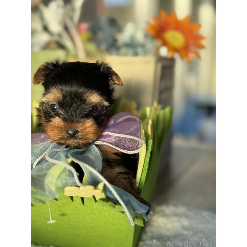 販売中の宮崎県のヨークシャーテリア-441325の6枚目