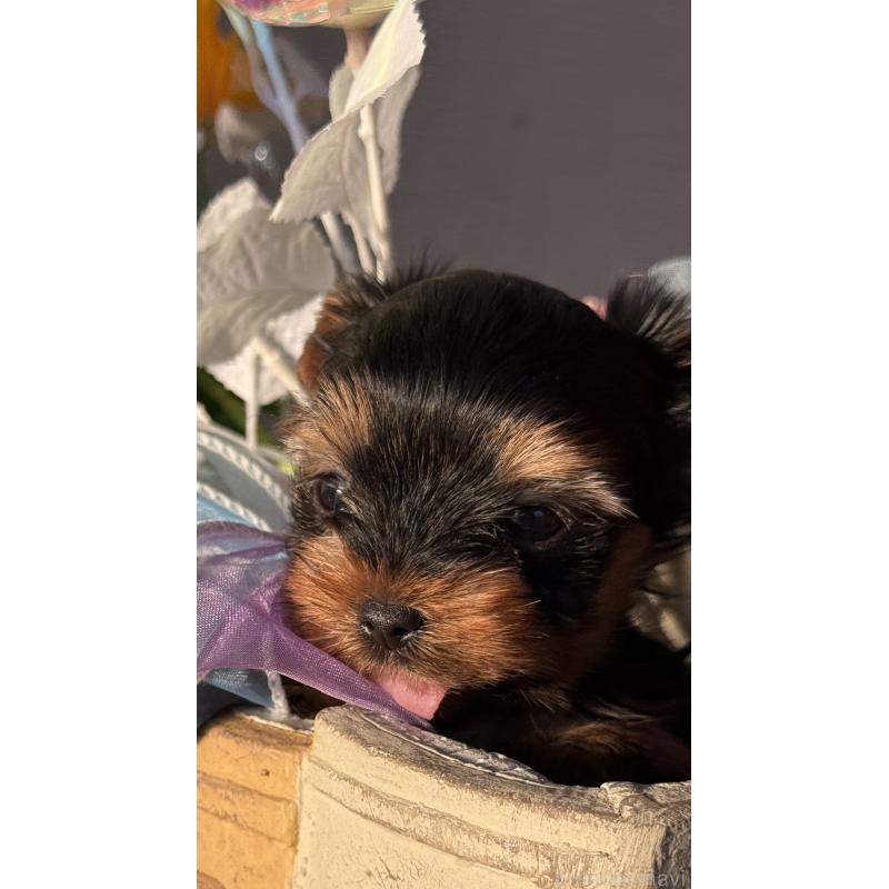 販売中の宮崎県のヨークシャーテリア-441325の4枚目