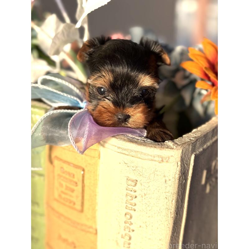 販売中の宮崎県のヨークシャーテリア-441325の3枚目