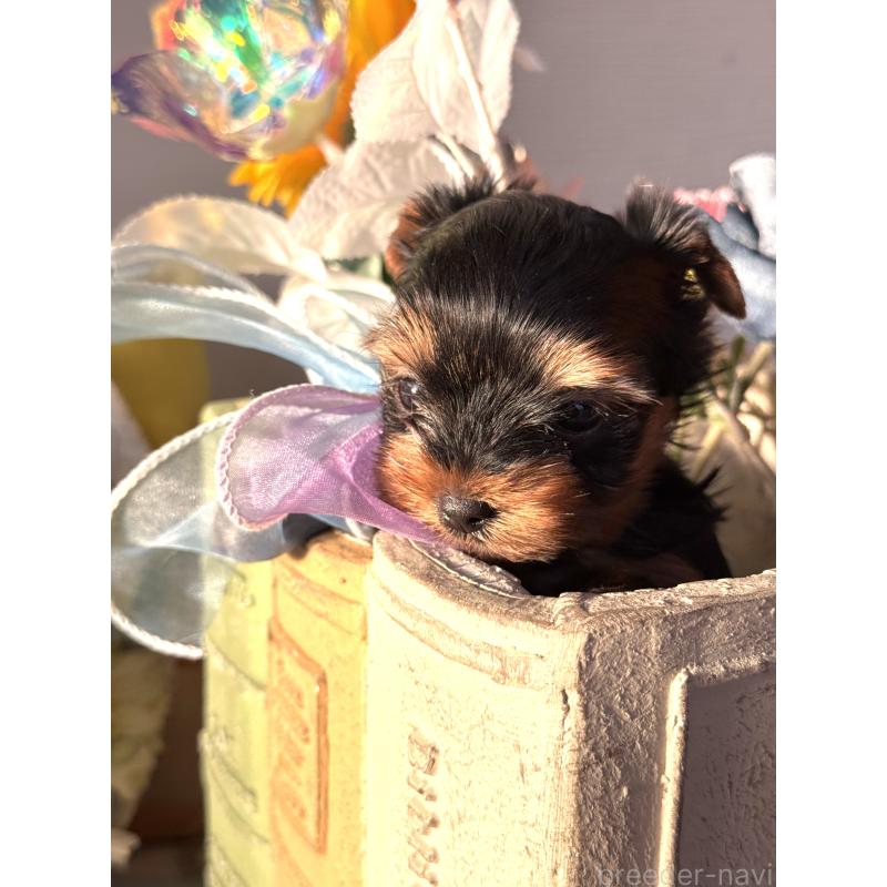 販売中の宮崎県のヨークシャーテリア-441325の2枚目