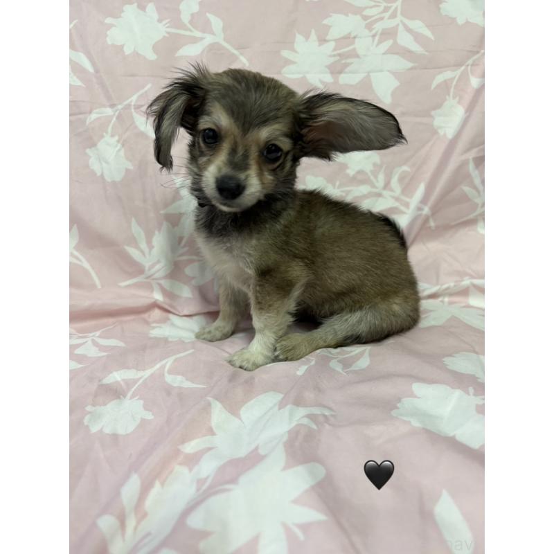 販売中の愛知県のチワックス:チワワ×ミニチュアダックスフンド-430981の19枚目