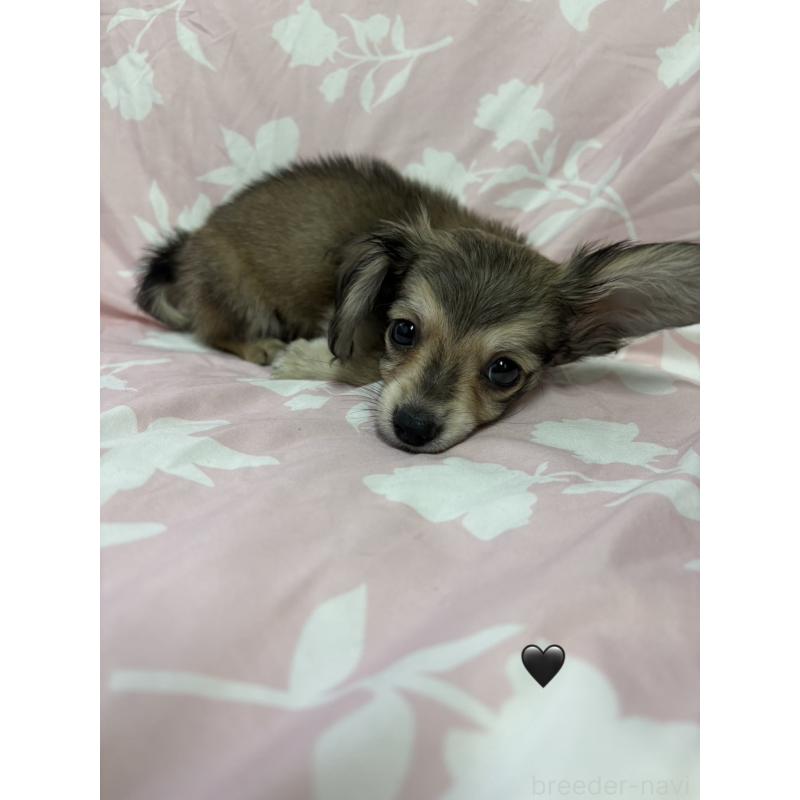 販売中の愛知県のチワックス:チワワ×ミニチュアダックスフンド-430981の18枚目