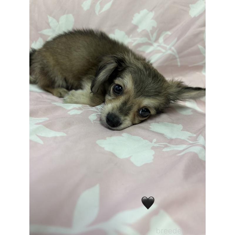 販売中の愛知県のチワックス:チワワ×ミニチュアダックスフンド-430981の17枚目