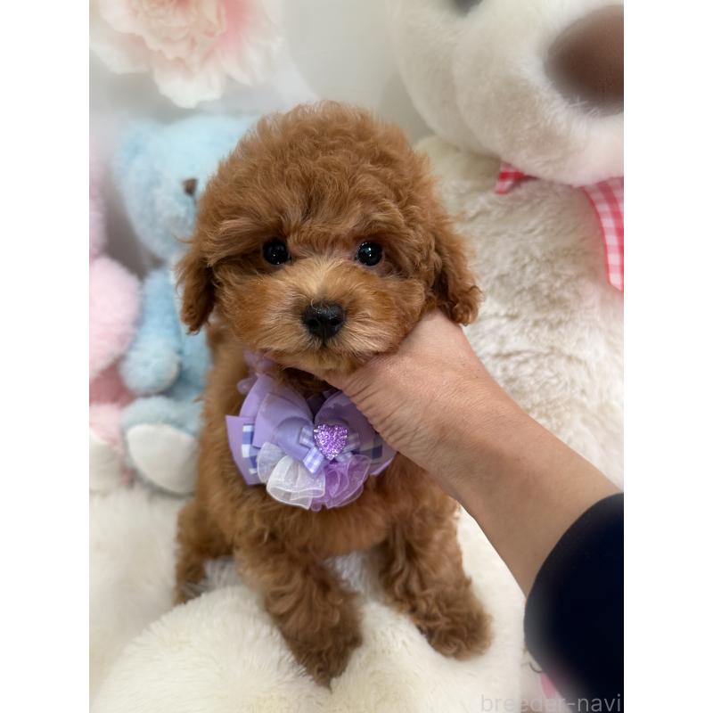 販売中の香川県のトイプードル-430498の9枚目