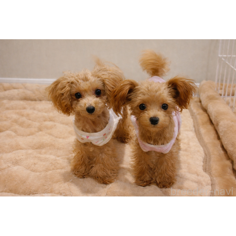 販売中の北海道のポメプー:ポメラニアン×トイプードル-402181の2枚目