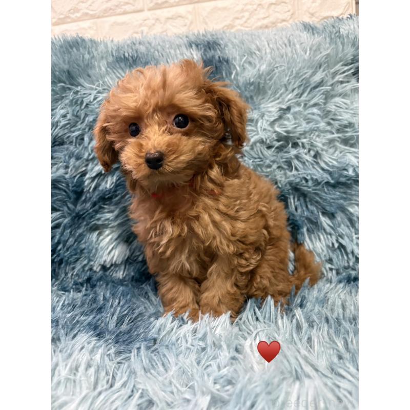 販売中の愛知県のトイプードル-429420の10枚目