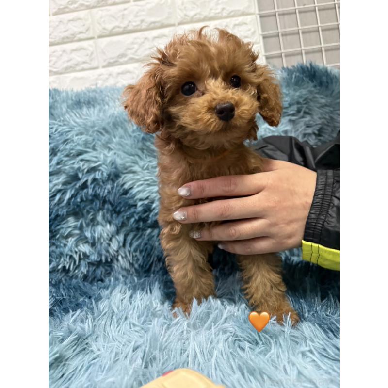 販売中の愛知県のトイプードル-429423