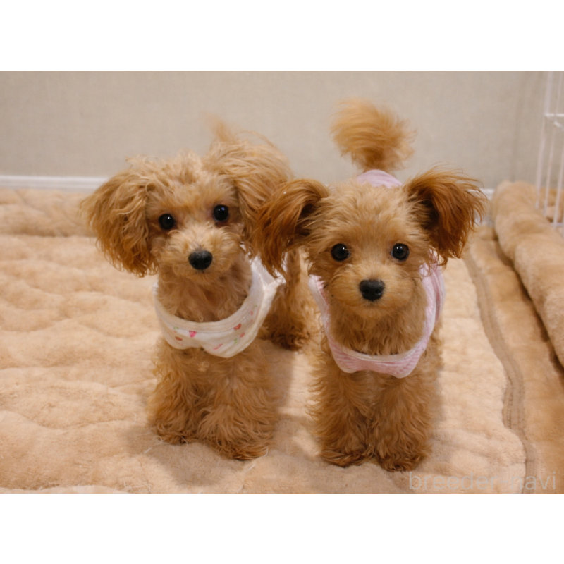 販売中の北海道のポメプー:ポメラニアン×トイプードル-413378の2枚目