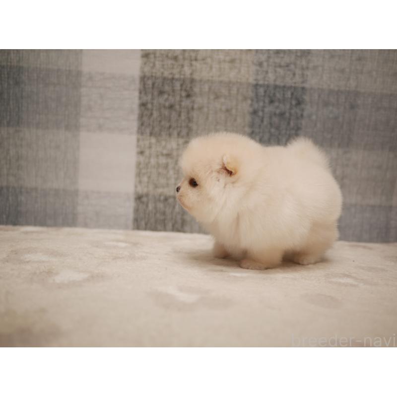 販売中の福岡県のポメラニアン-441326の4枚目