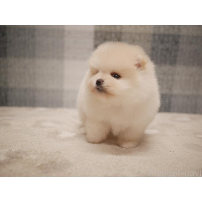 販売中の福岡県のポメラニアン-441326の3枚目