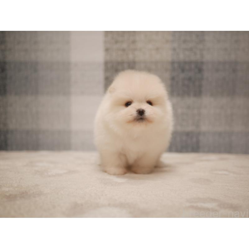 販売中の福岡県のポメラニアン-441326の2枚目