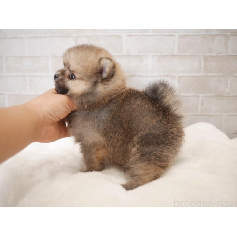 販売中の福岡県のポメラニアン-441327の4枚目