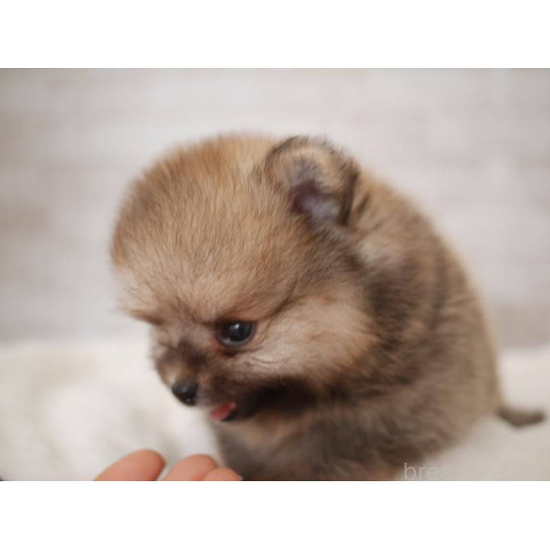 販売中の福岡県のポメラニアン-441327の3枚目