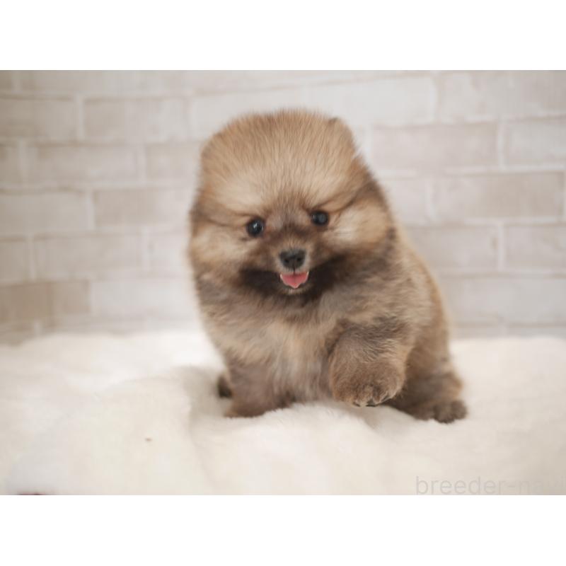 販売中の福岡県のポメラニアン-441327の2枚目