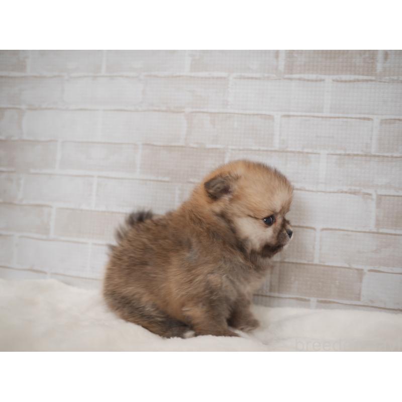 販売中の福岡県のポメラニアン-441328の4枚目