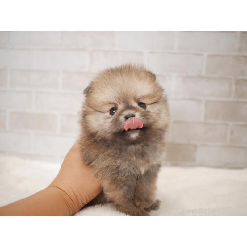 販売中の福岡県のポメラニアン-441328の3枚目