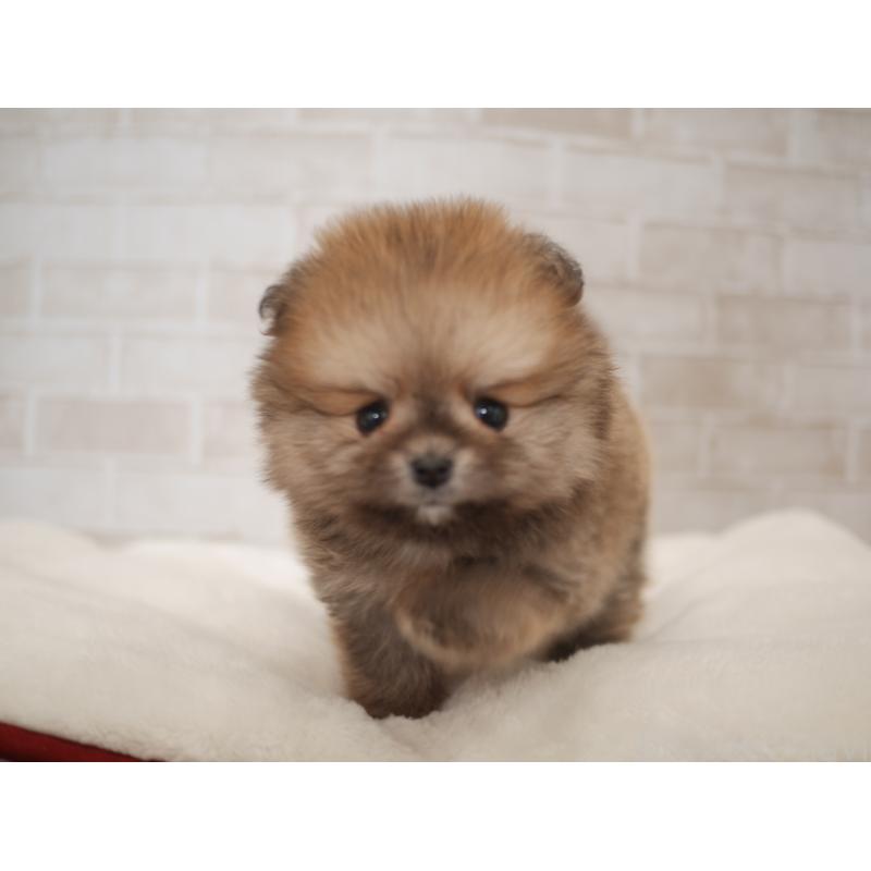 販売中の福岡県のポメラニアン-441328の2枚目