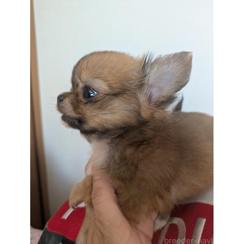 販売中の埼玉県のチワワ(ロングコート)-440192の6枚目