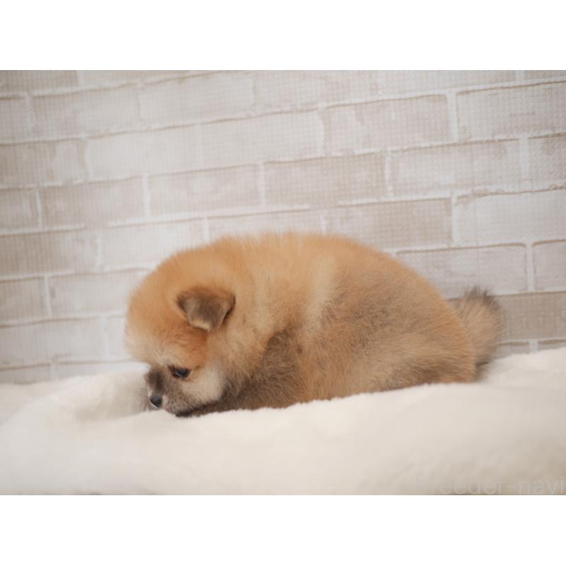 販売中の福岡県のポメラニアン-441329の2枚目