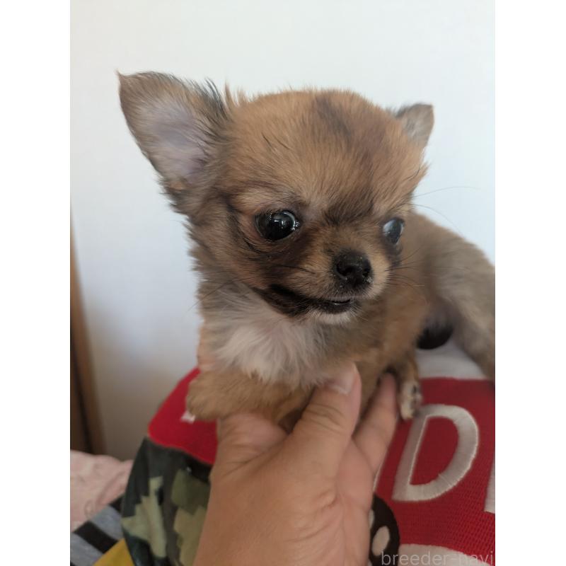 販売中の埼玉県のチワワ(ロングコート)-440192の5枚目