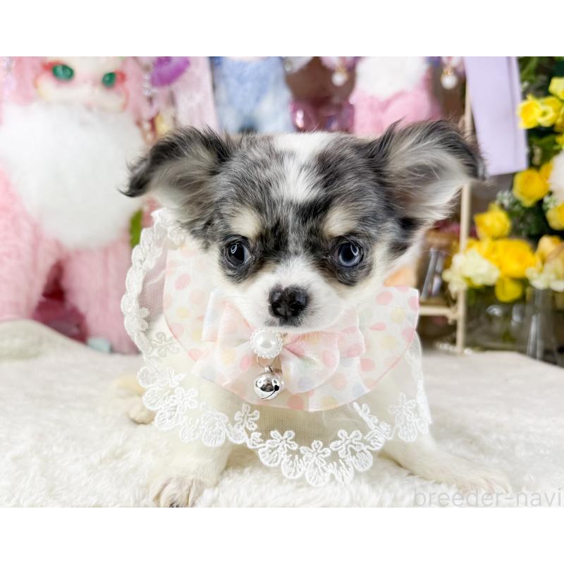 販売中の福岡県のチワワ(ロングコート)-432443の6枚目