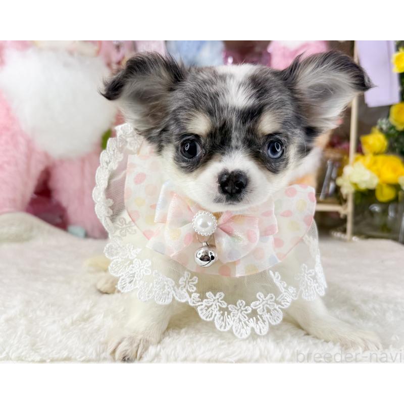 販売中の福岡県のチワワ(ロングコート)-432443の5枚目