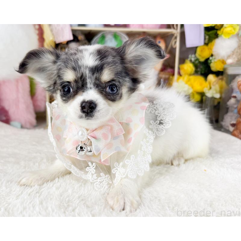 販売中の福岡県のチワワ(ロングコート)-432443の4枚目