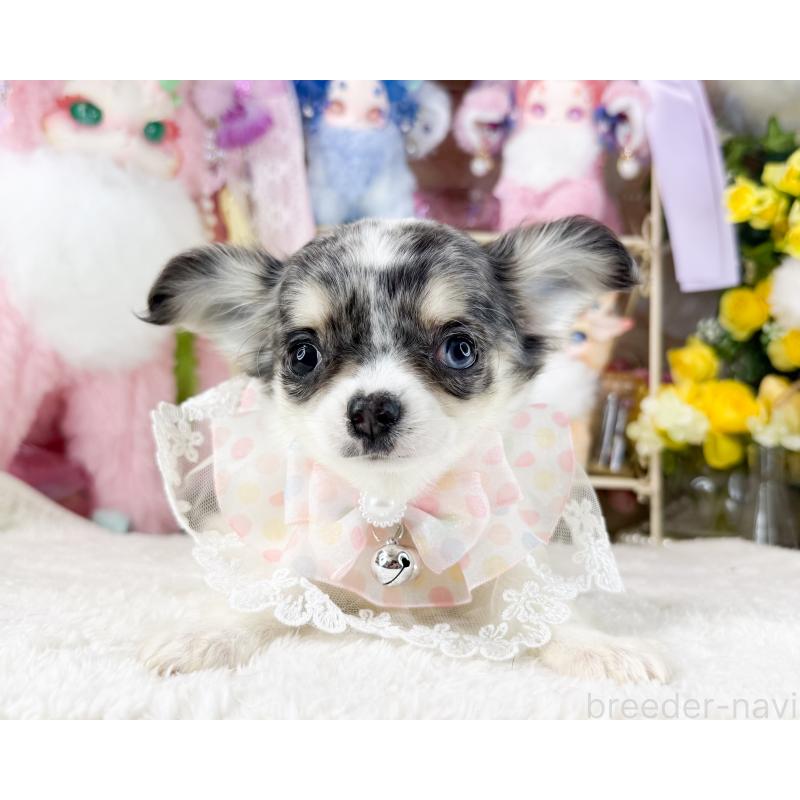 販売中の福岡県のチワワ(ロングコート)-432443の3枚目