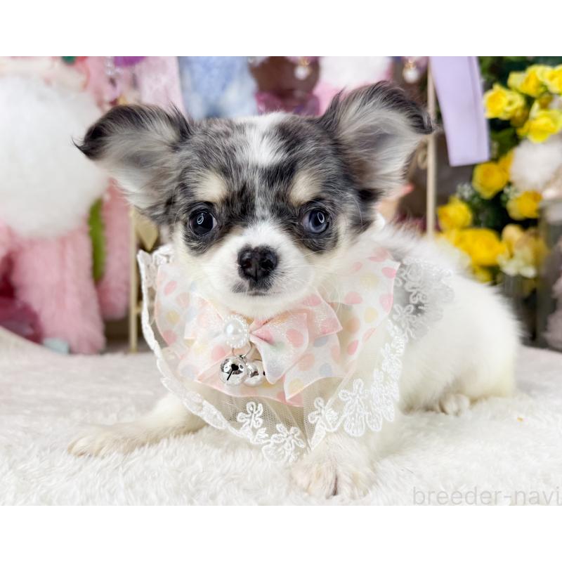 販売中の福岡県のチワワ(ロングコート)-432443の2枚目