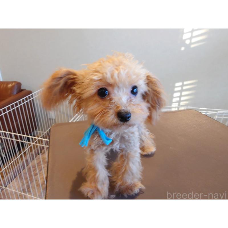 販売中の北海道のポメプー:ポメラニアン×トイプードル-413382の3枚目