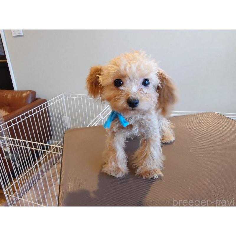 販売中の北海道のポメプー:ポメラニアン×トイプードル-413382の2枚目