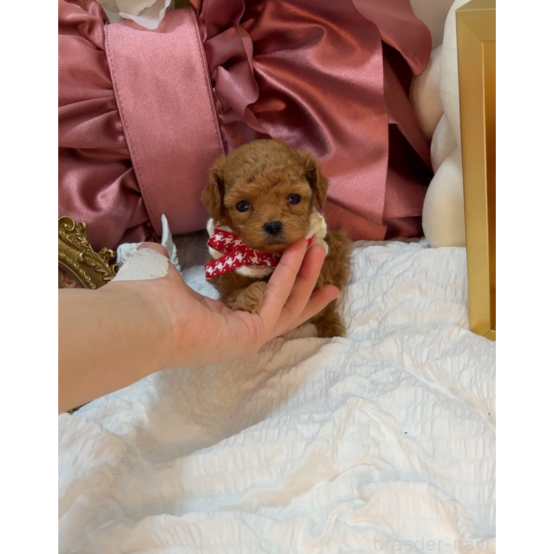 販売中の大阪府のティーカッププードル-437962の10枚目