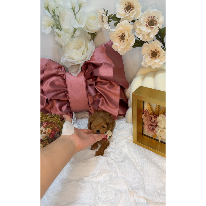 販売中の大阪府のティーカッププードル-437962の8枚目