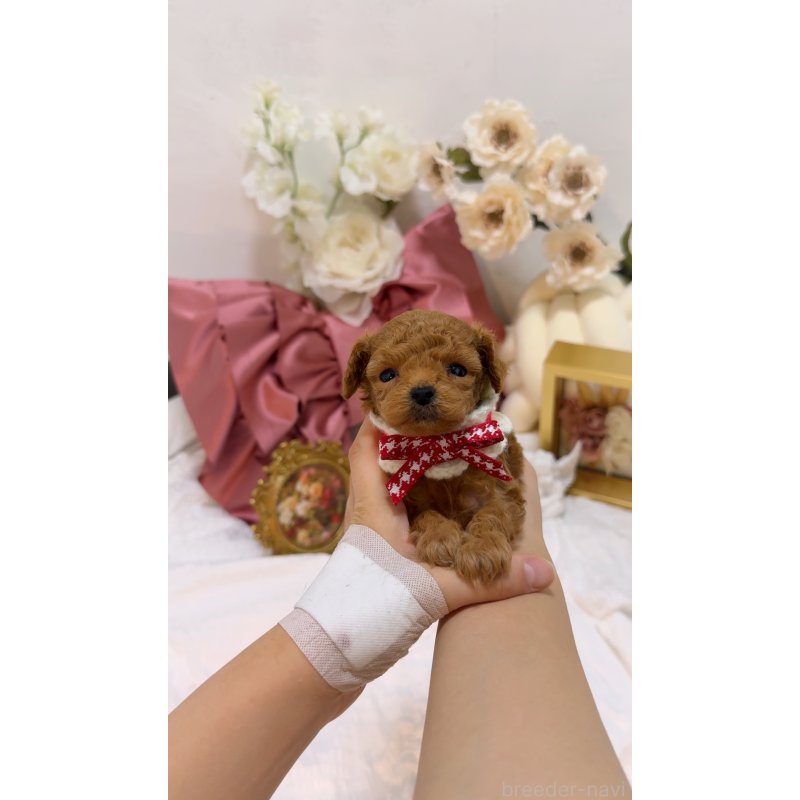 販売中の大阪府のティーカッププードル-437962の6枚目