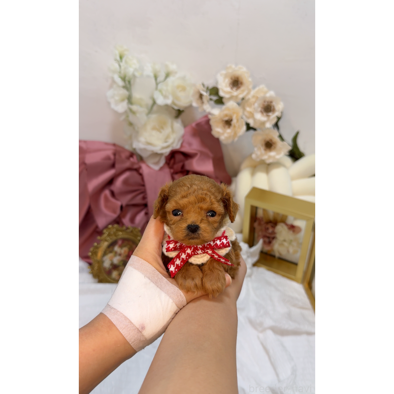 販売中の大阪府のティーカッププードル-437962の5枚目