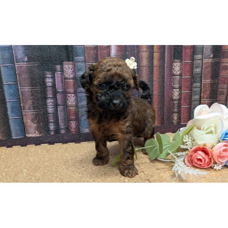 販売中の茨城県のトイプードル-441345の5枚目