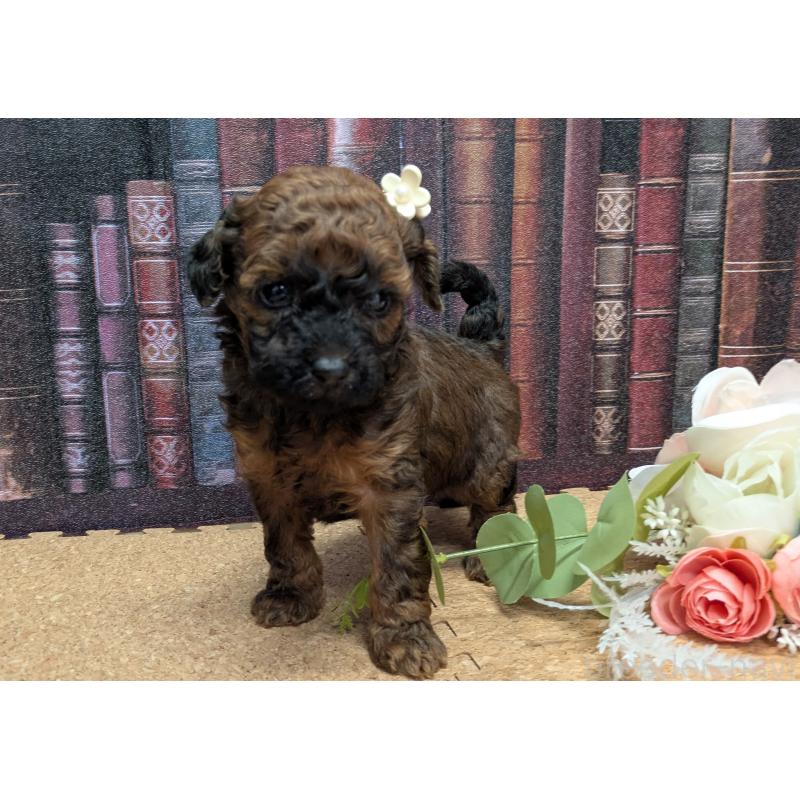 販売中の茨城県のトイプードル-441345の4枚目