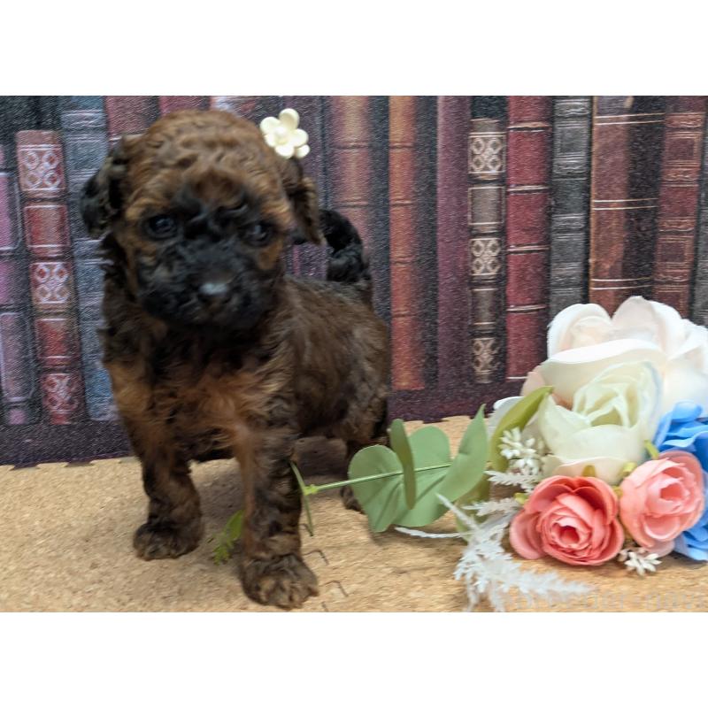 販売中の茨城県のトイプードル-441345の3枚目